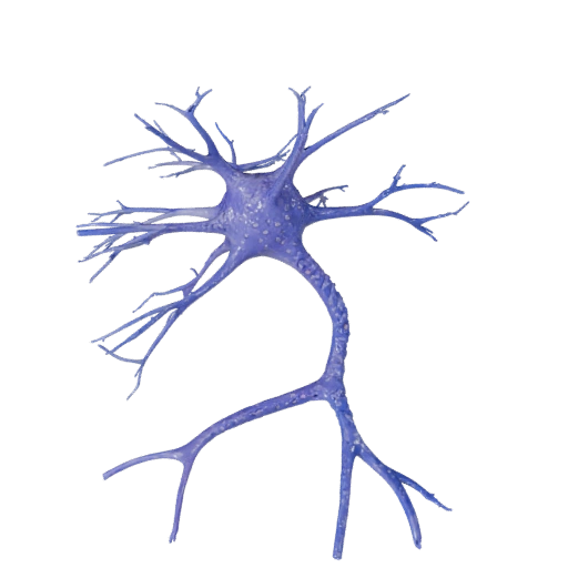 Neuron 3D model preview